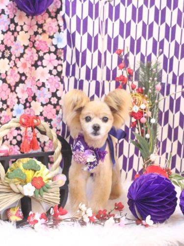 20250128クッキーくん